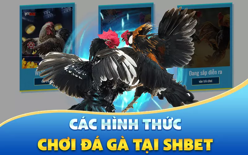 cac-hinh-thuc-da-ga-tai-shbet