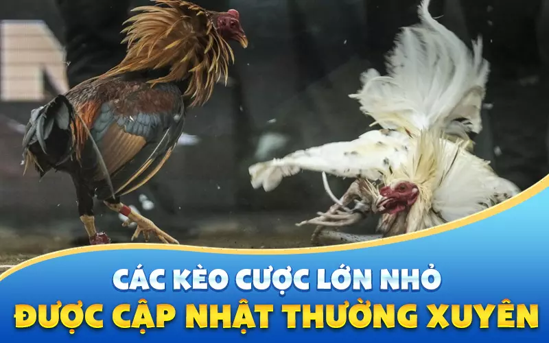 cac-keo-cuoc-duoc-cap-nhat-thuong-xuyen