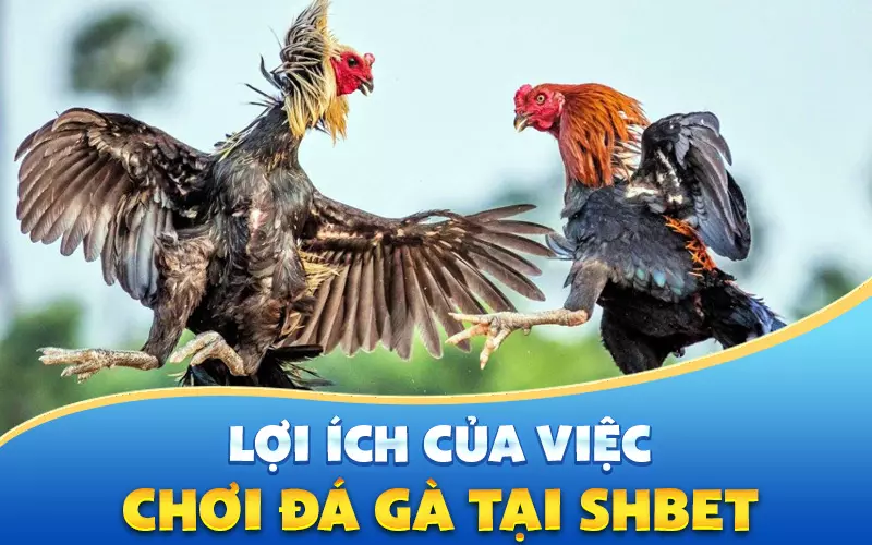 loi-ich-cua-viec-choi-da-ga-tai-shbet