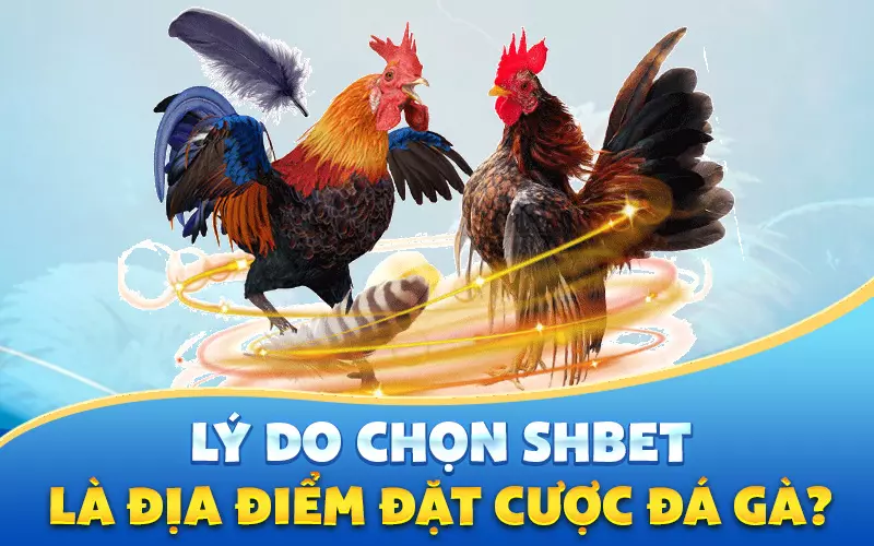 ly-do-chon-shbet-la-dia-diem-cuoc-da-ga