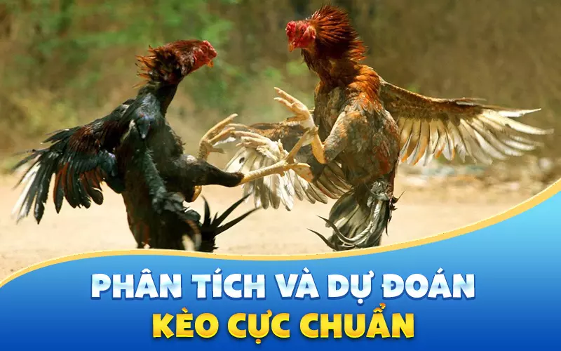 phan-tich-va-du-doan-keo-cuc-chuan