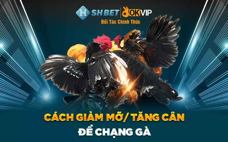 cach-giam-mo-tang-can-de-chang-ga