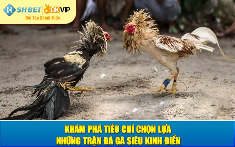 Khám phá tiêu chí chọn lựa những trận đá gà siêu kinh điển