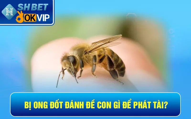 Bị ong đốt đánh đề con gì để phát tài?