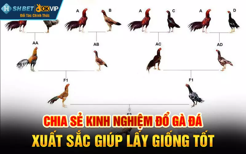 Chia sẻ kinh nghiệm đổ gà đá xuất sắc giúp lấy giống tốt