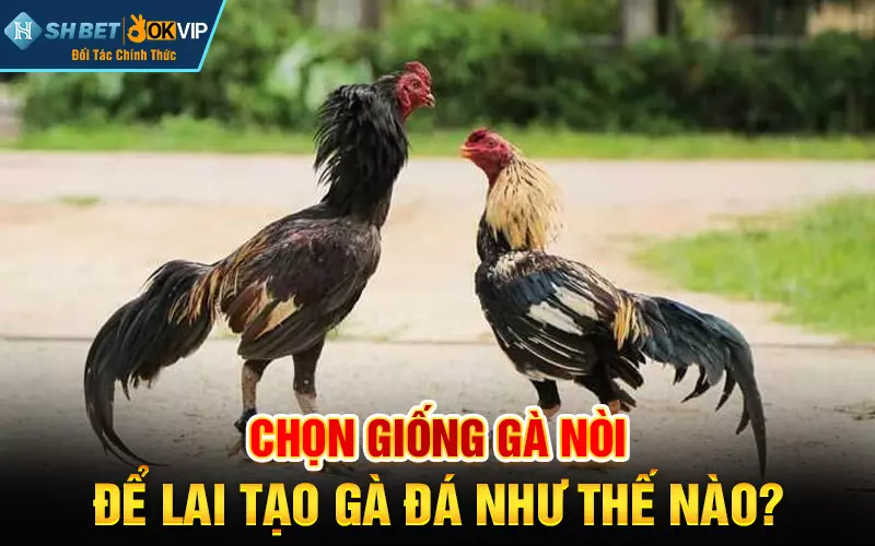 Chọn giống gà nòi để lai tạo gà đá như thế nào?