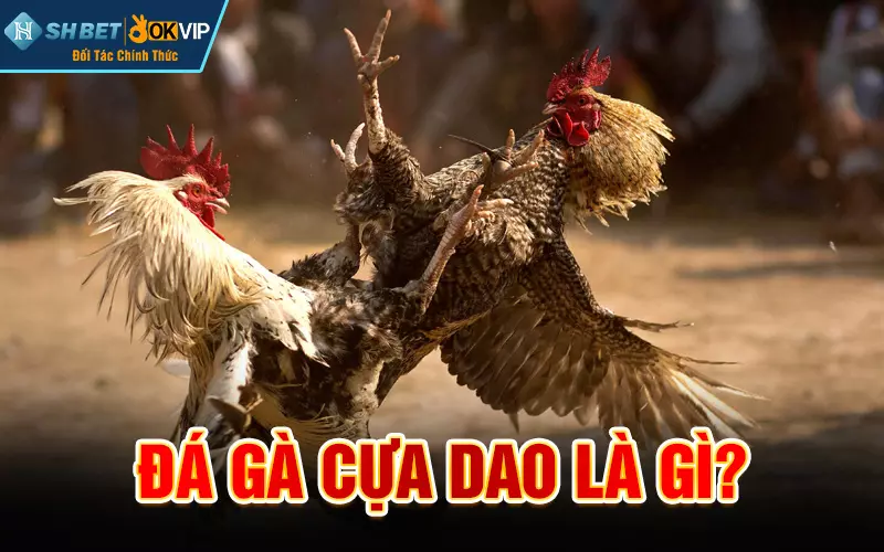 Đá gà cựa dao là gì?