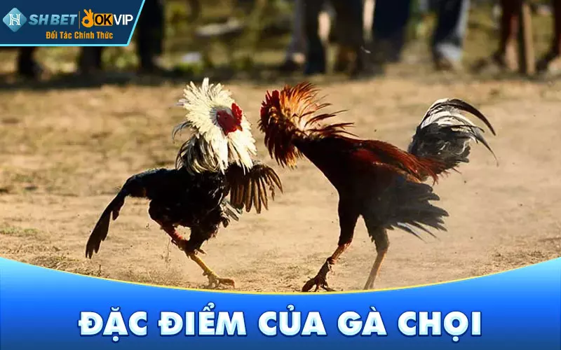 Đặc điểm của gà chọi