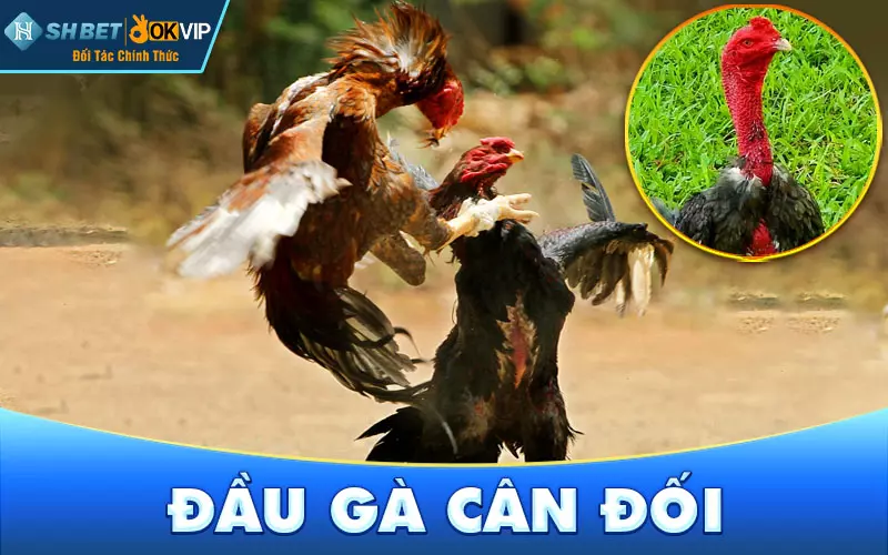 Đầu gà cân đối