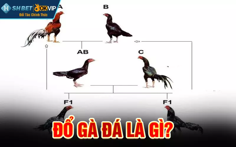 Đổ gà đá là gì?