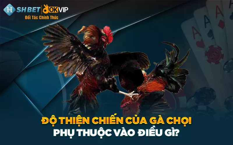 Độ thiện chiến của gà chọi phụ thuộc vào điều gì?