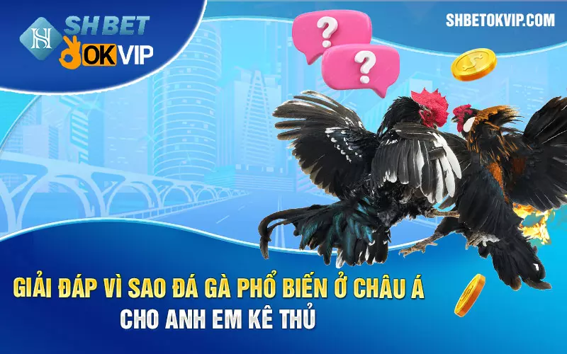 Giải đáp vì sao đá gà phổ biến ở châu Á cho anh em kê thủ