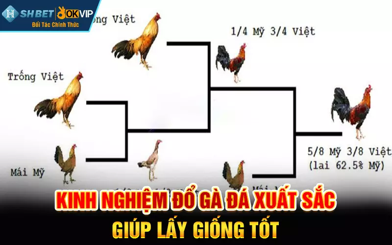 Kinh nghiệm đổ gà đá xuất sắc giúp lấy giống tốt