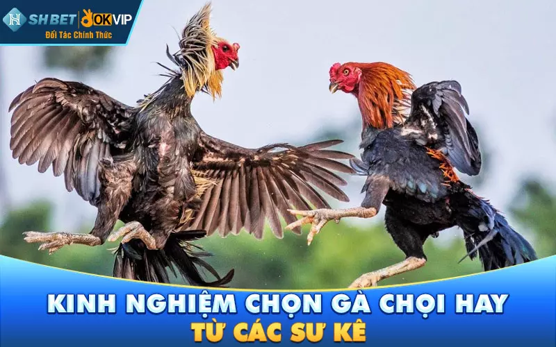 Kinh nghiệm chọn gà chọi hay từ các sư kê