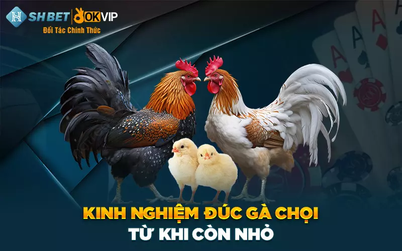 Kinh nghiệm đúc gà chọi từ khi còn nhỏ