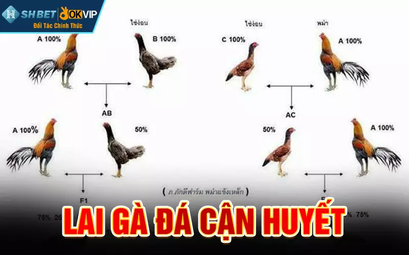 Lai gà đá cận huyết