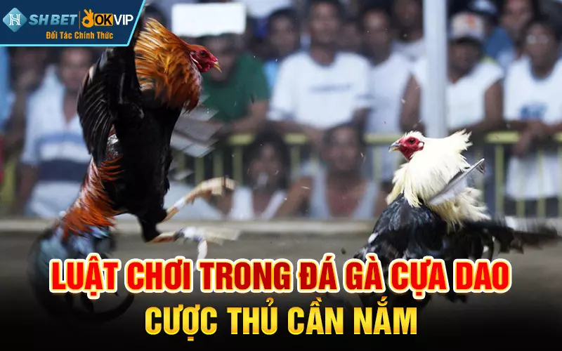 Luật chơi trong đá gà cựa dao cược thủ cần nắm