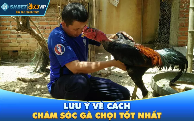 Lưu ý về cách chăm sóc gà chọi tốt nhất