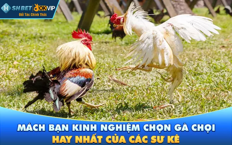 Mách bạn kinh nghiệm chọn gà chọi hay nhất của các sư kê