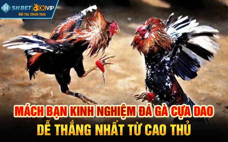 Những kinh nghiệm đá gà Cựa Dao dễ thắng nhất từ cao thủ