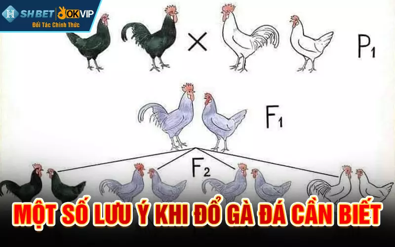 Một số lưu ý khi đổ gà đá cần biết