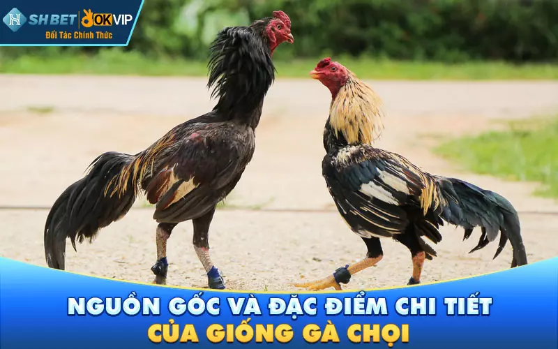 Nguồn gốc và đặc điểm chi tiết của giống gà chọi