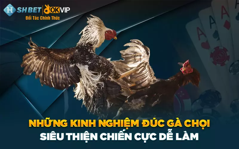 Những kinh nghiệm đúc gà chọi siêu thiện chiến cực dễ làm