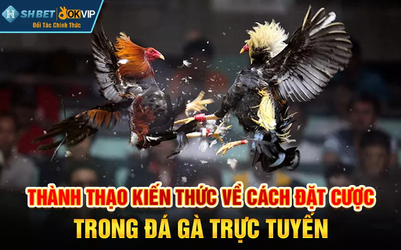 Thành thạo kiến thức về cách đặt cược trong đá gà trực tuyến