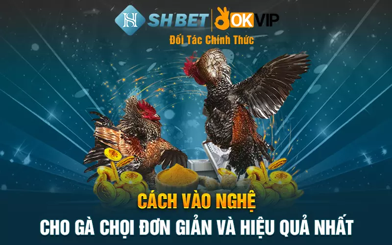 Cách vào nghệ cho gà chọi đơn giản và hiệu quả nhất