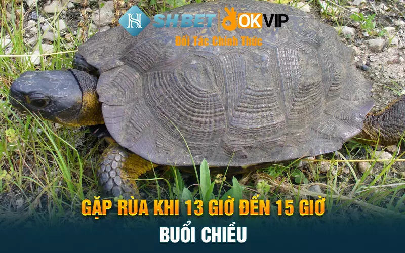 Gặp rùa khi 13 giờ đến 15 giờ buổi chiều