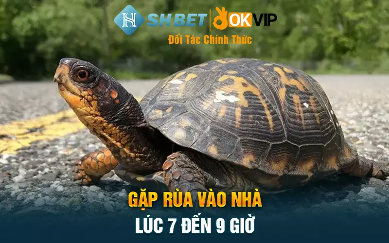 Gặp rùa vào nhà lúc 7 đến 9 giờ