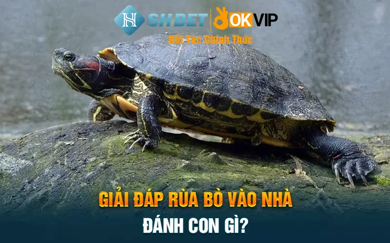 Giải đáp rùa bò vào nhà đánh con gì?