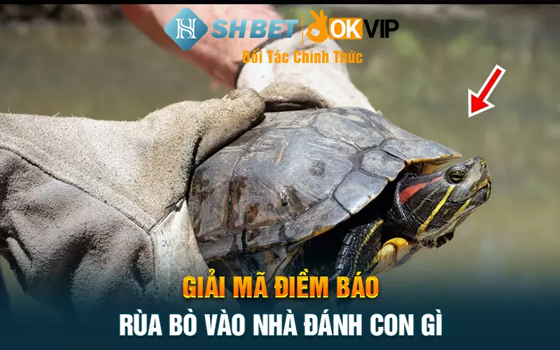 Giải mã điềm báo rùa bò vào nhà đánh con gì