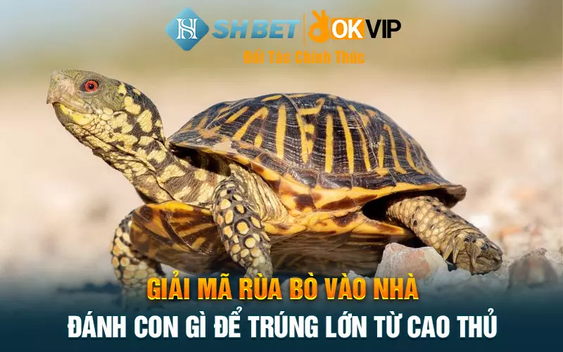 Giải mã rùa bò vào nhà đánh con gì để trúng lớn từ cao thủ