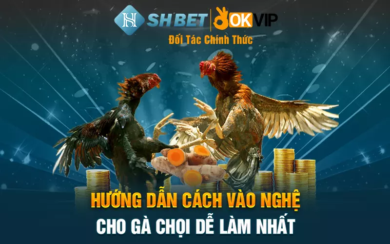 Hướng dẫn cách vào nghệ cho gà chọi dễ làm nhất