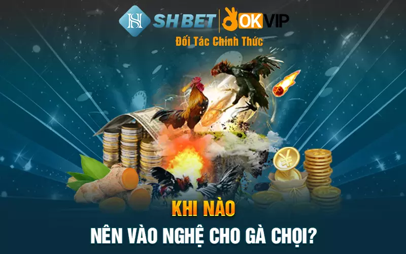 Khi nào nên vào nghệ cho gà chọi?