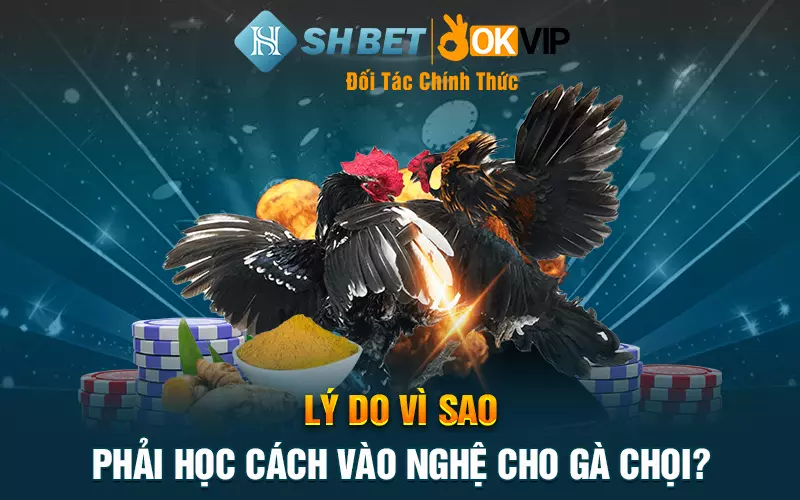 Lý do vì sao phải học cách vào nghệ cho gà chọi?