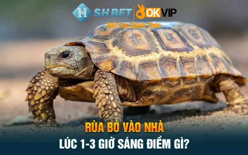 Rùa bò vào nhà lúc 1-3 giờ sáng điềm gì?