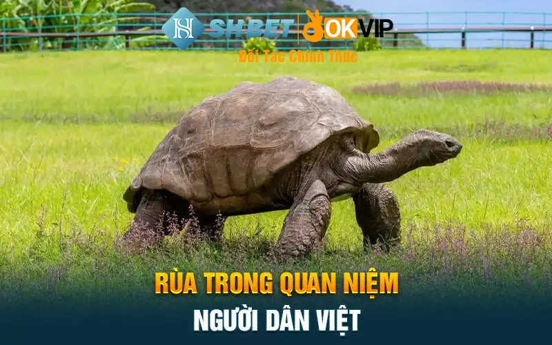 Rùa trong quan niệm người dân Việt