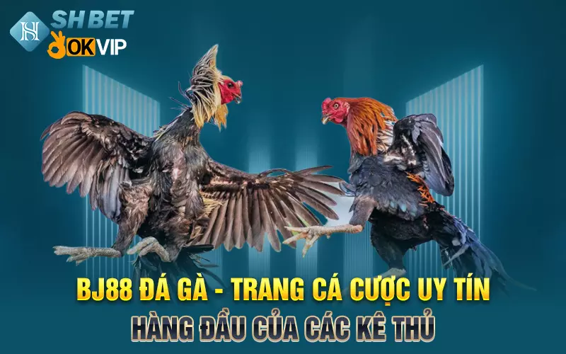 Bj88 Đá Gà - Trang cá cược uy tín hàng đầu của các kê thủ