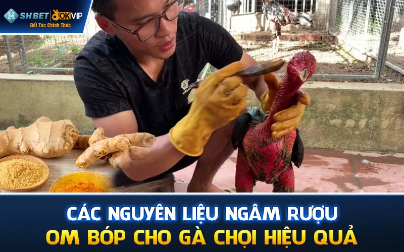 Các nguyên liệu ngâm rượu om bóp cho gà chọi hiệu quả