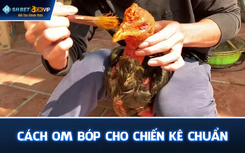 Cách om bóp cho chiến kê chuẩn