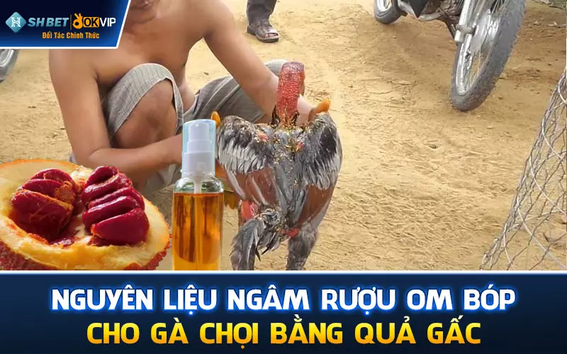 Nguyên liệu ngâm rượu om bóp cho gà chọi bằng quả gấc