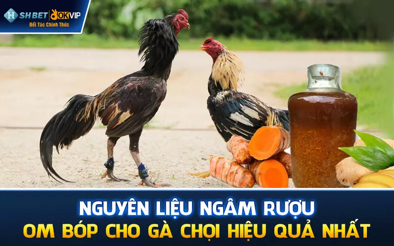 Nguyên liệu ngâm rượu om bóp cho gà chọi hiệu quả nhất