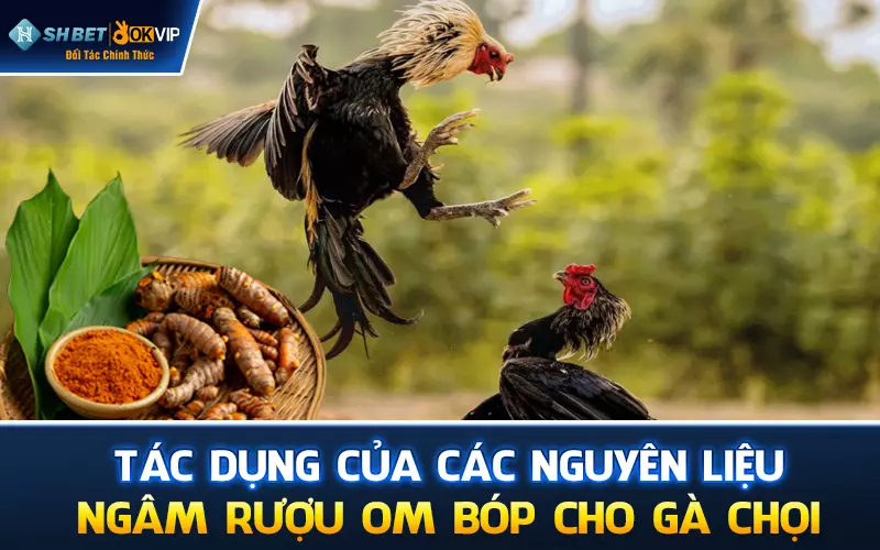 Tác dụng của các nguyên liệu ngâm rượu om bóp cho gà chọi